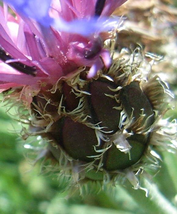 Centaurea triumfetti